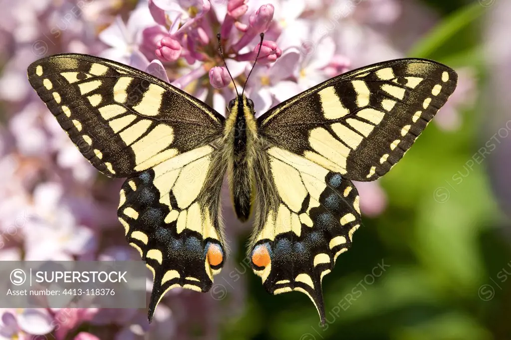 Old World Swallowtail at spring in Provence France