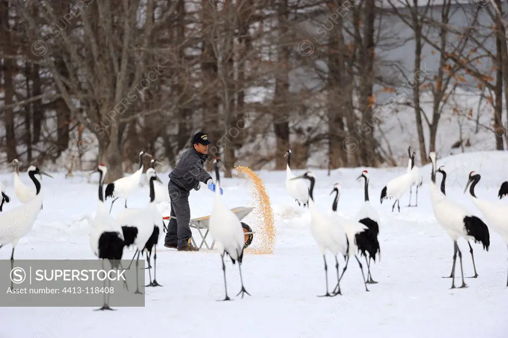Feeding Red-crowned Cranes in winter Hokkaido Japan