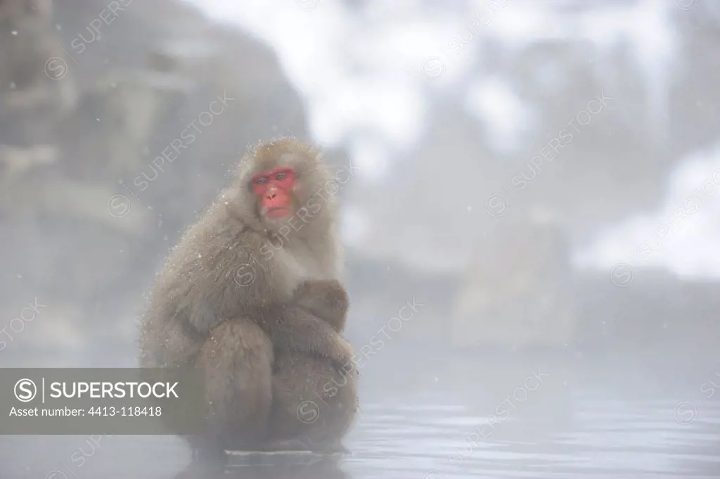Japanese macaque in a hot spring in winter Japan