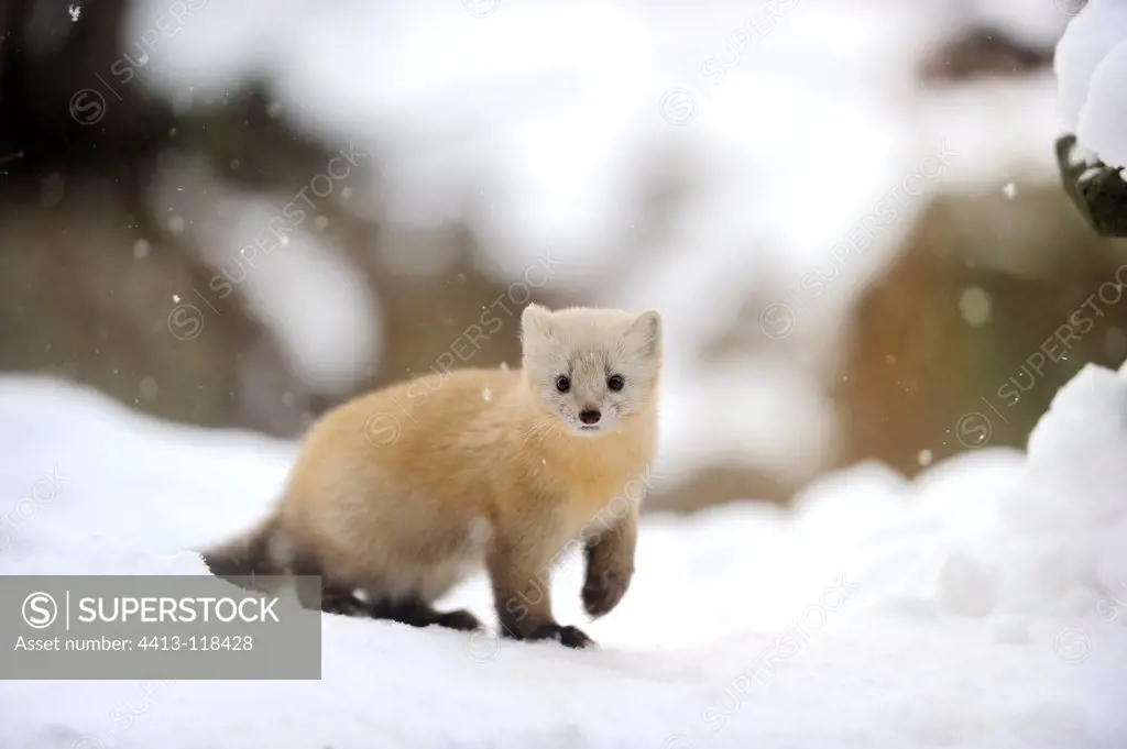 Sable walking in the snow Hokkaido Japan