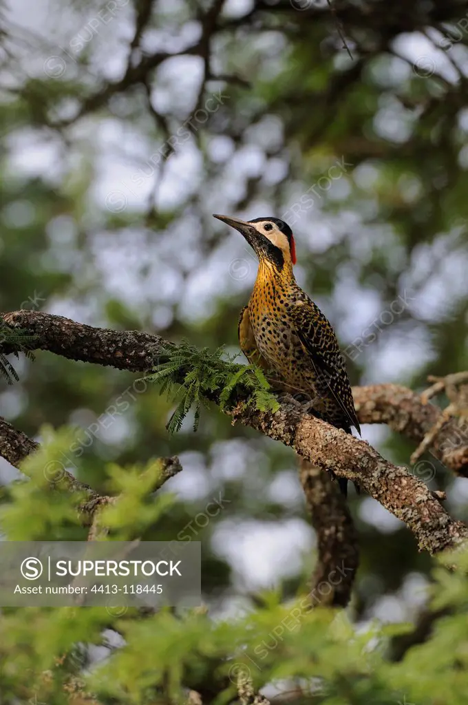 Green-barred Woodpecker on a branch La Pampa Argentina