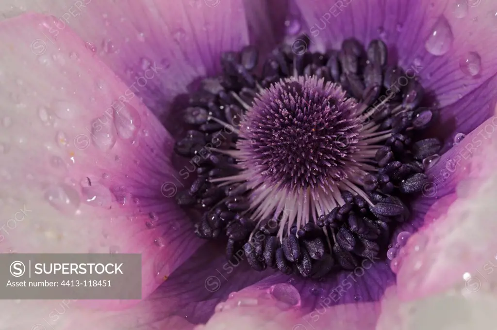 Dew on flower purple anemone Caen France