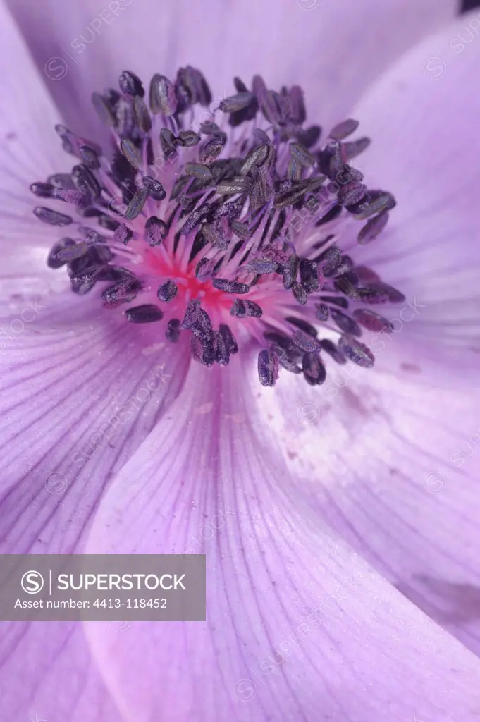 Close up flower purple anemone Caen France