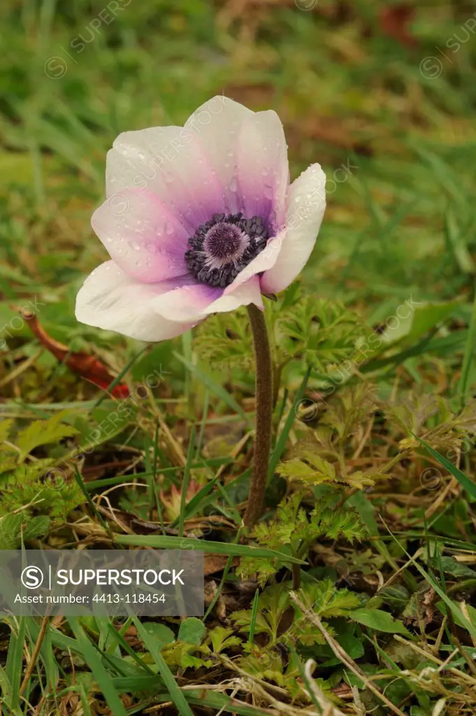 Flower purple anemone Caen in grass Bretagne France