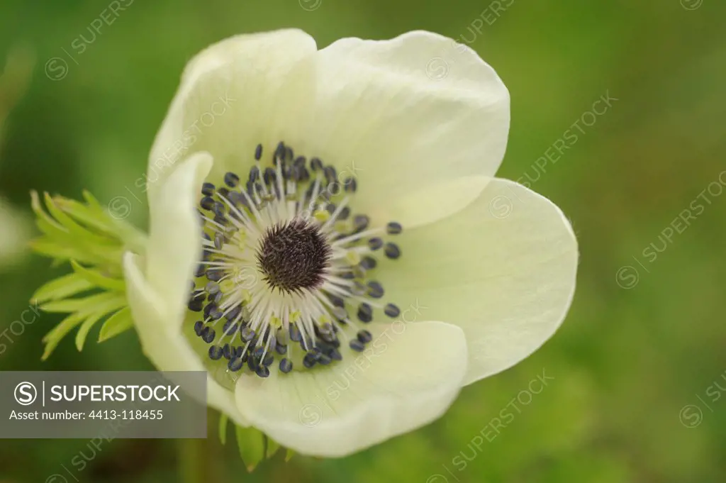 Flower white anemone Caen Bretagne France