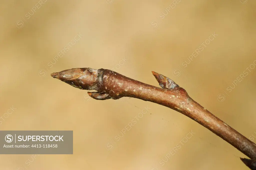 Terminal bud of a branch of Pear tree France