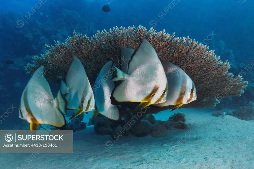 Circular Batfish in Egypt