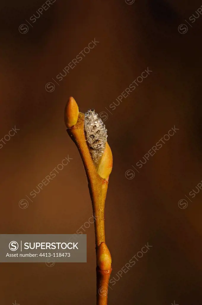 Willow Bud Britain France
