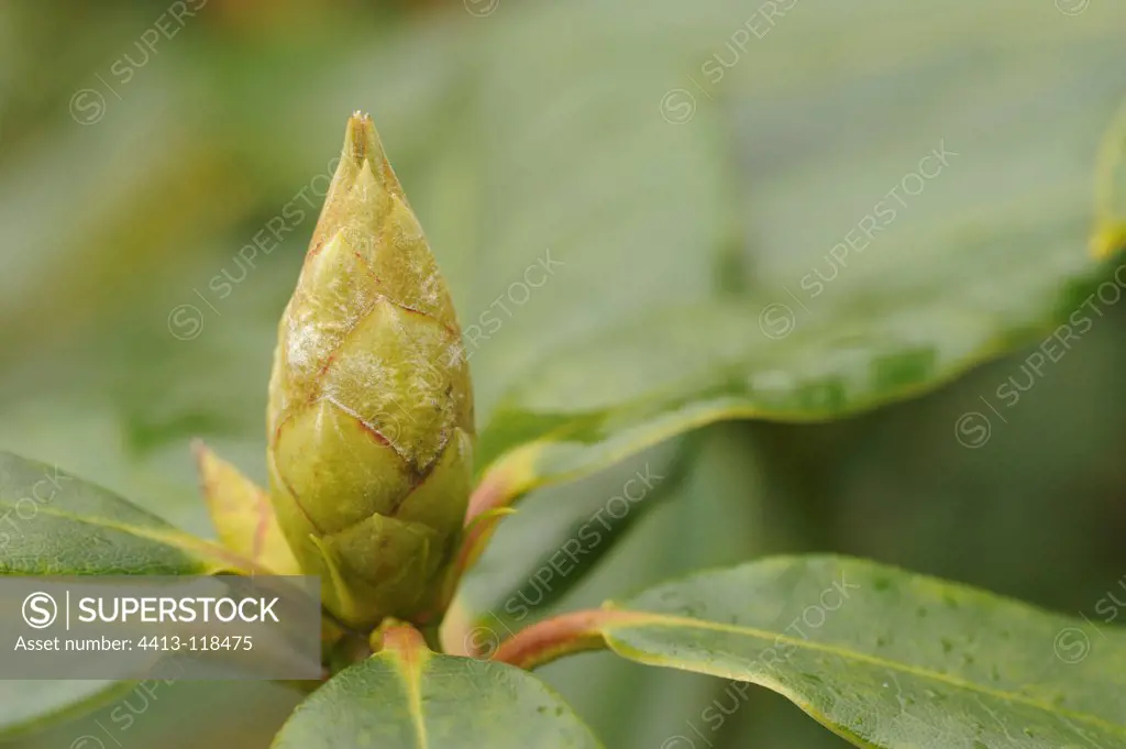 Rhododendron bud France
