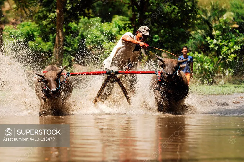 Racing water buffaloes in rice fields in Indonesia