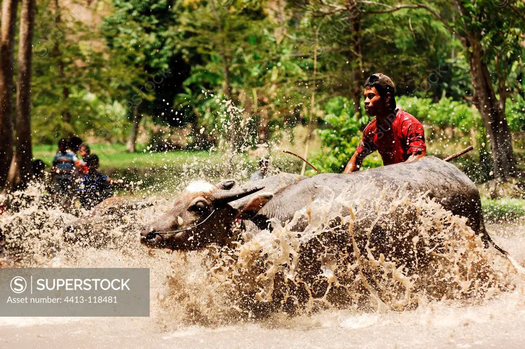 Racing water buffaloes in rice fields in Indonesia