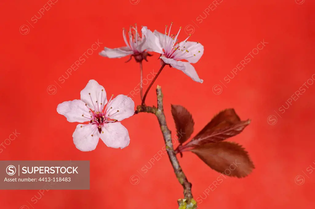 Ornamental flowers on red background France