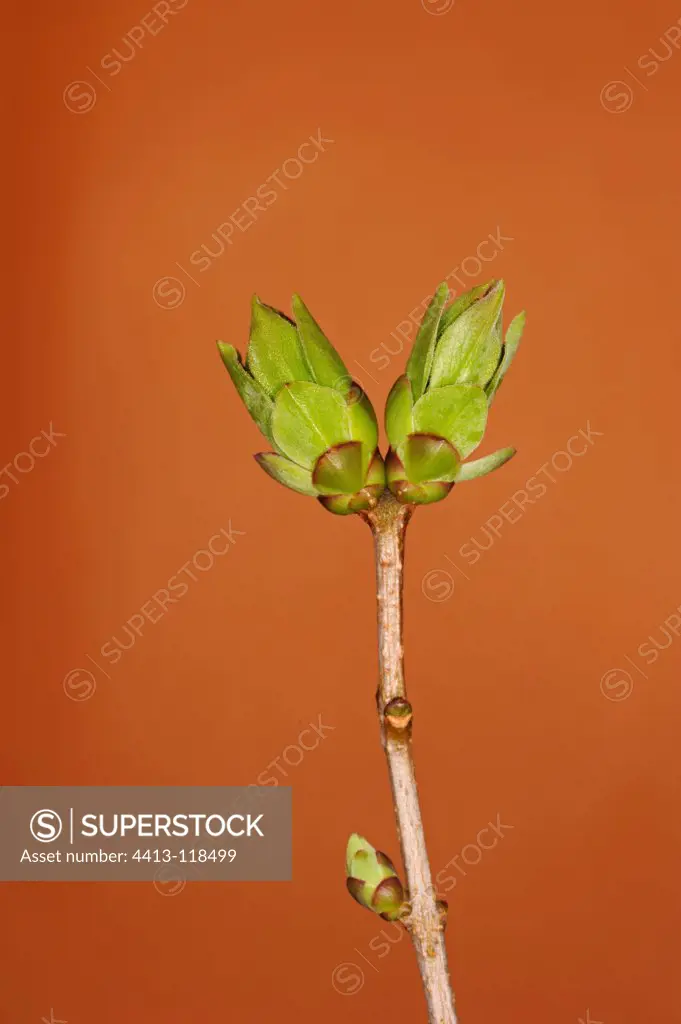 Terminal buds on a twig of lilac France