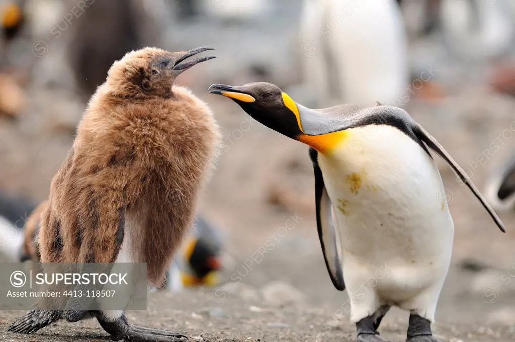 King Penguin and its young in the Macquarie Island Australia