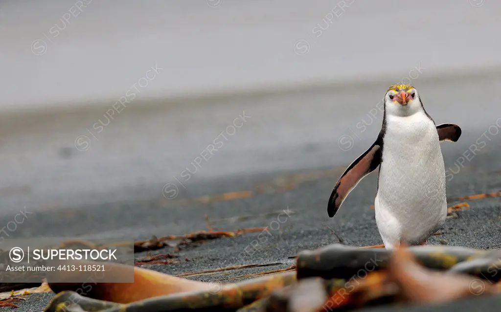 Schlegel penguin on Macquarie Island in Australia
