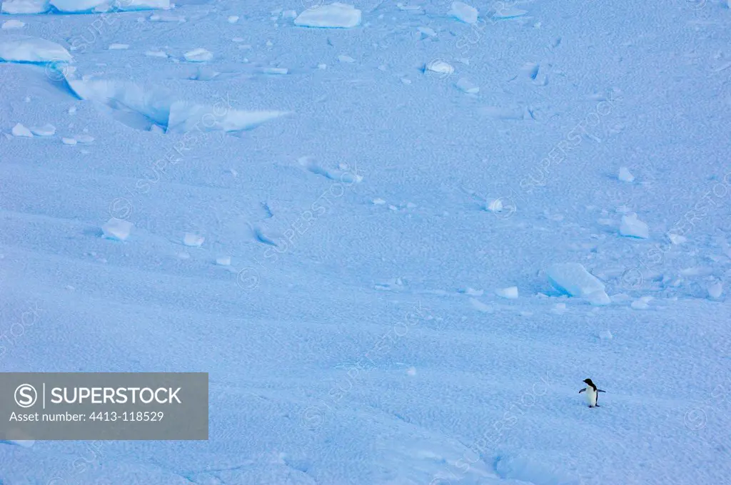 Adelie Penguin in a Antarctic landscape