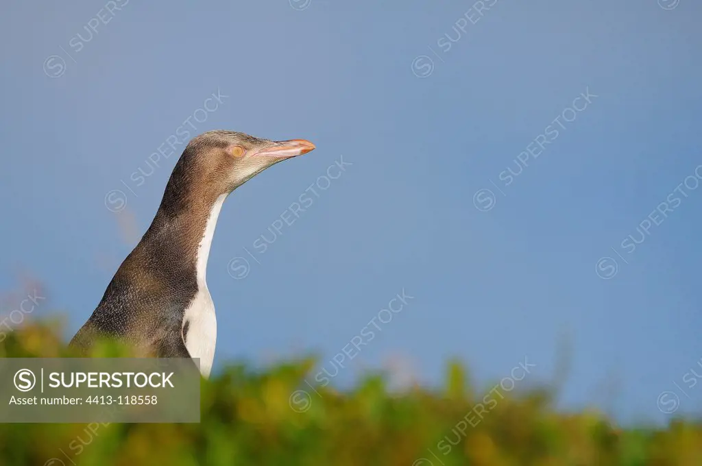Yellow-eyed Penguin on Enderby Island in New Zealand