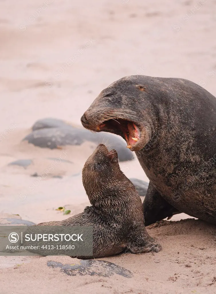 New Zealand Sea Lion intimidating a young