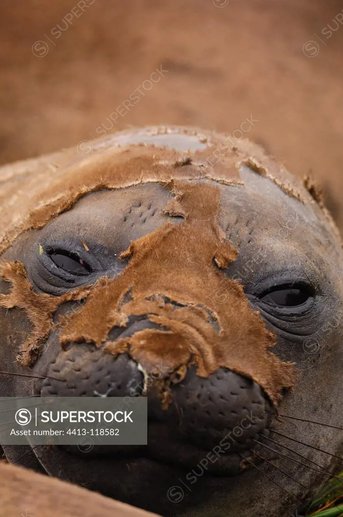 Portrait of a Southern Elephant Seal moultingAustralia