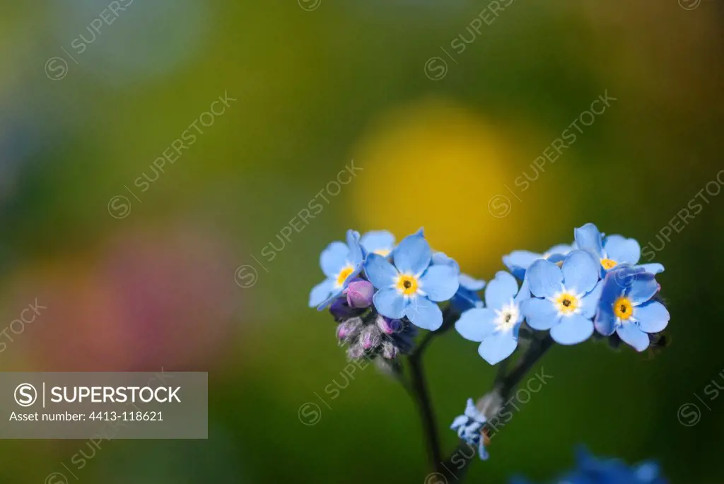 Forget me not flowers in a garden in the spring France