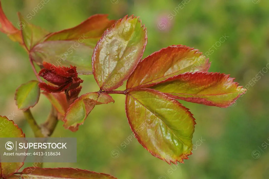 Young leaves of spring Rose-tree Britain France
