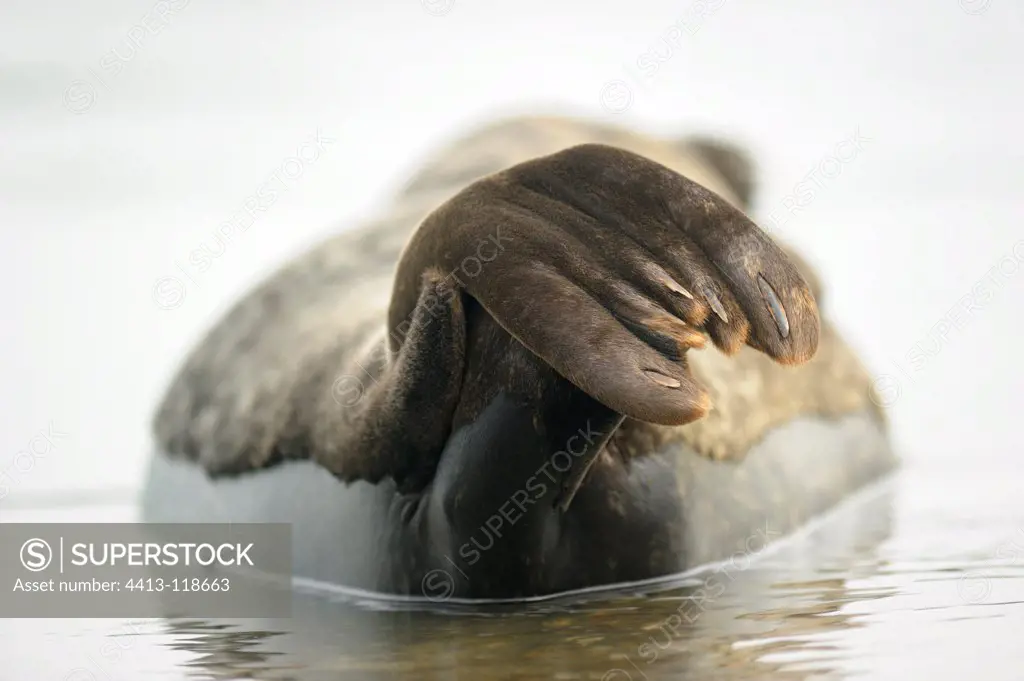 Harbour seal fins underwater resting Britain France