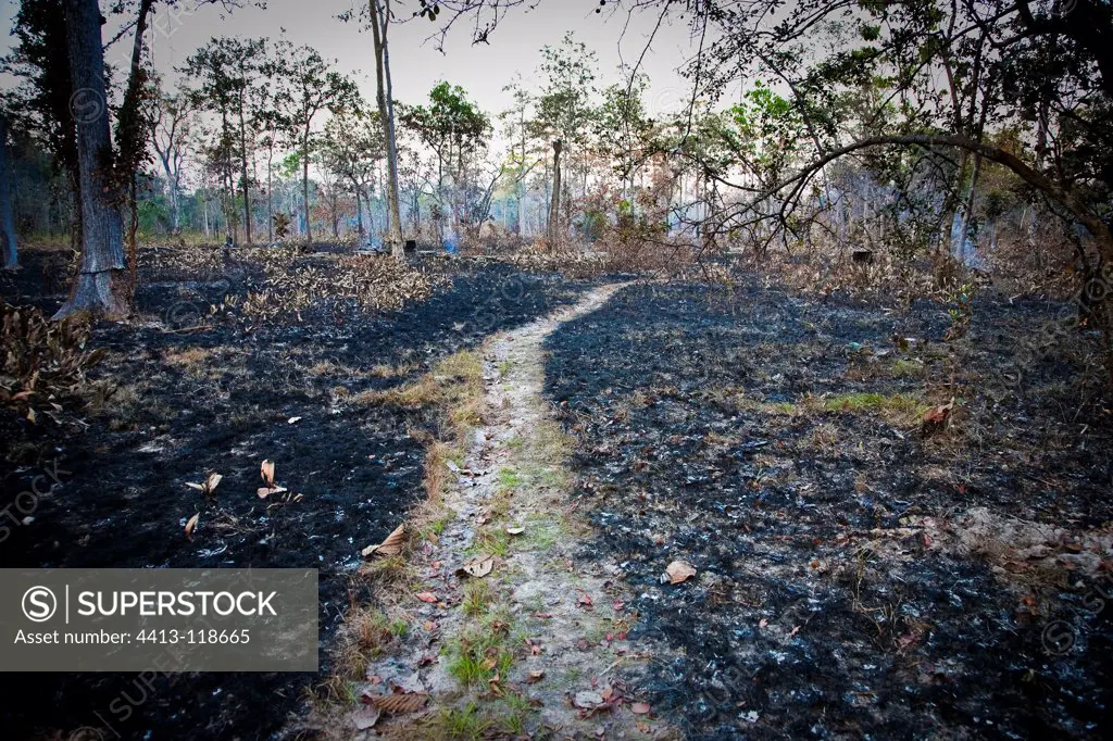 Burn farming along the Virachay NP Cambodia