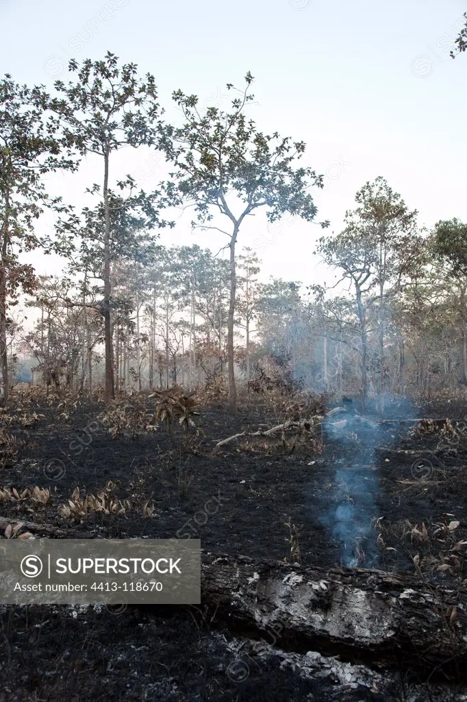 Burn farming along the Virachay NP Cambodia