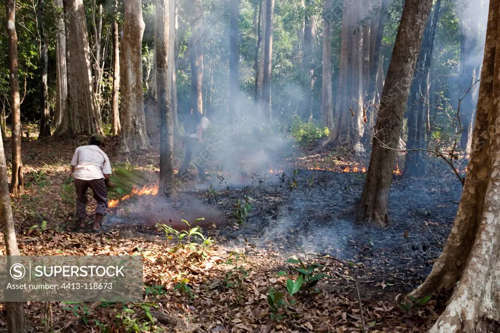Extinction of a burn farming in the Virachay NP Cambodia