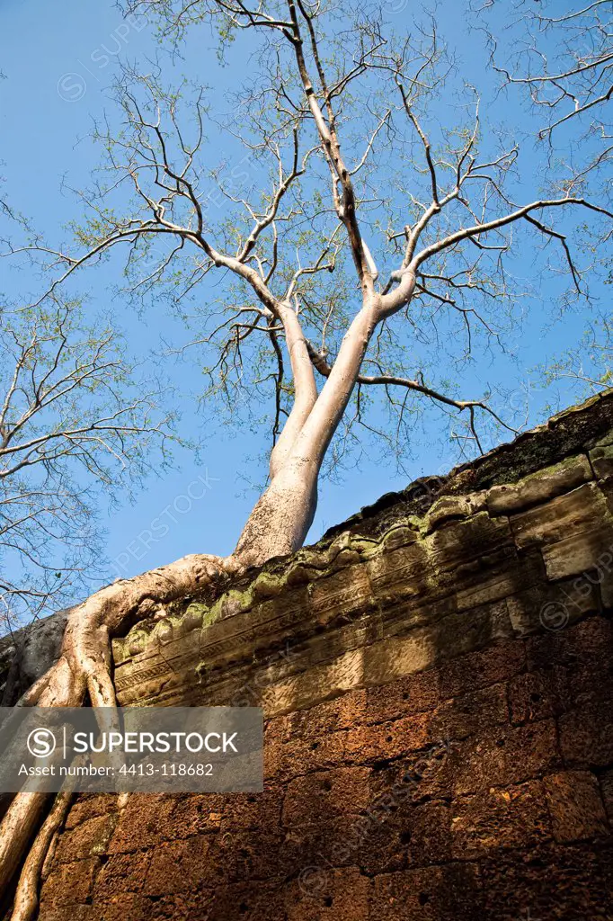 Tree on the wall of one of the temples of Angkor Cambodia