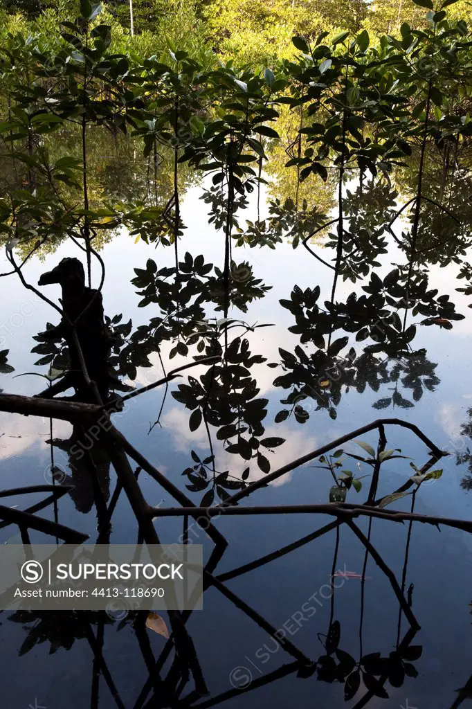 Young mangroves in the mangroves on the coast of Cambodia