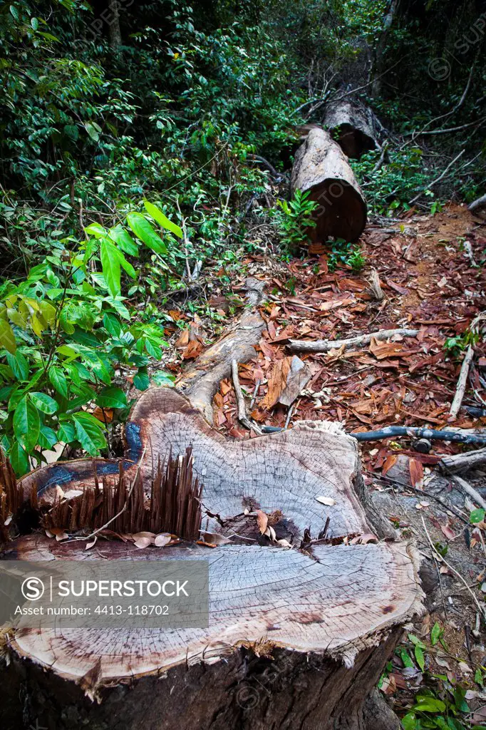 Trees cut by poachers in the PN BokorCambodia