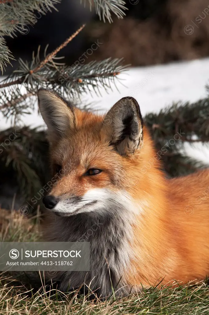 Red fox lying on the grass to rest Canada