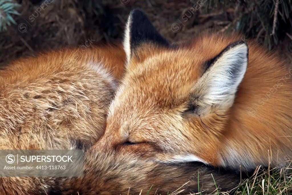 Red fox lying on the grass to rest Canada