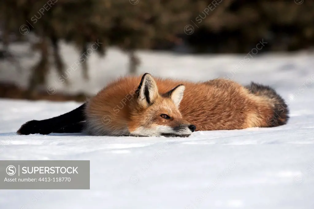 Red Fox lying in the snow Canada