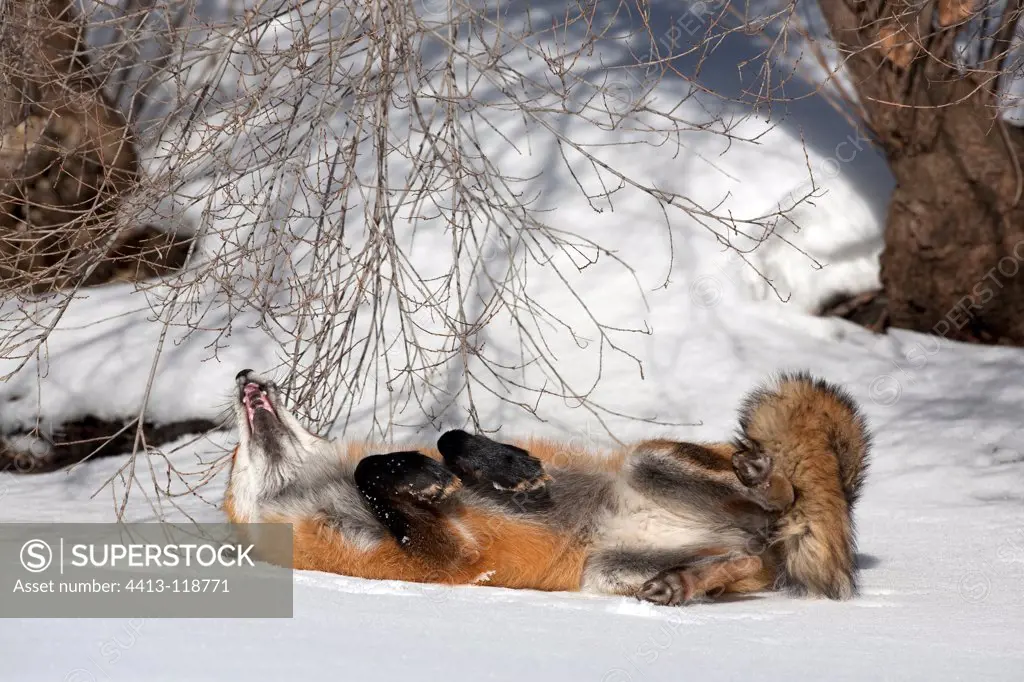 Red fox lying in the snow legs in the air Canada