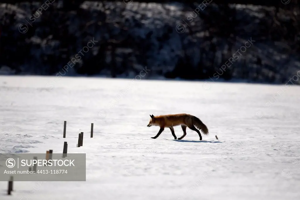 Red fox walking in the snow Canada