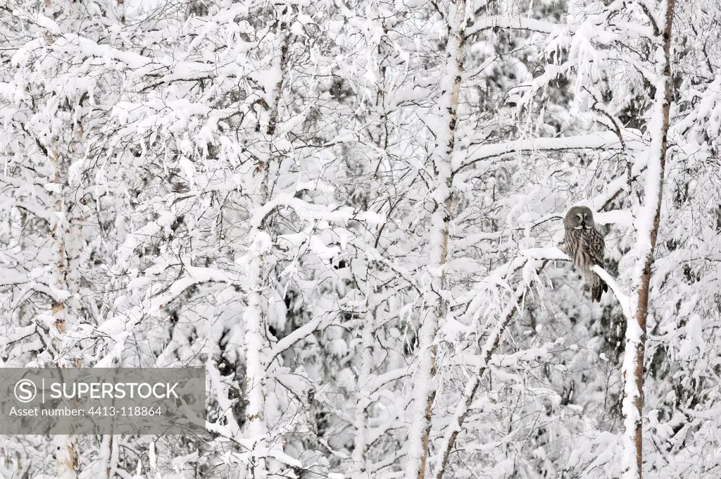 Great Grey Owl on a tree in the Oulanka NP Finland