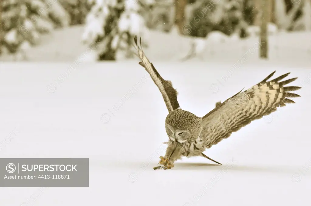 Great Grey Owl pouncint on its prey Oulanka NP Finland
