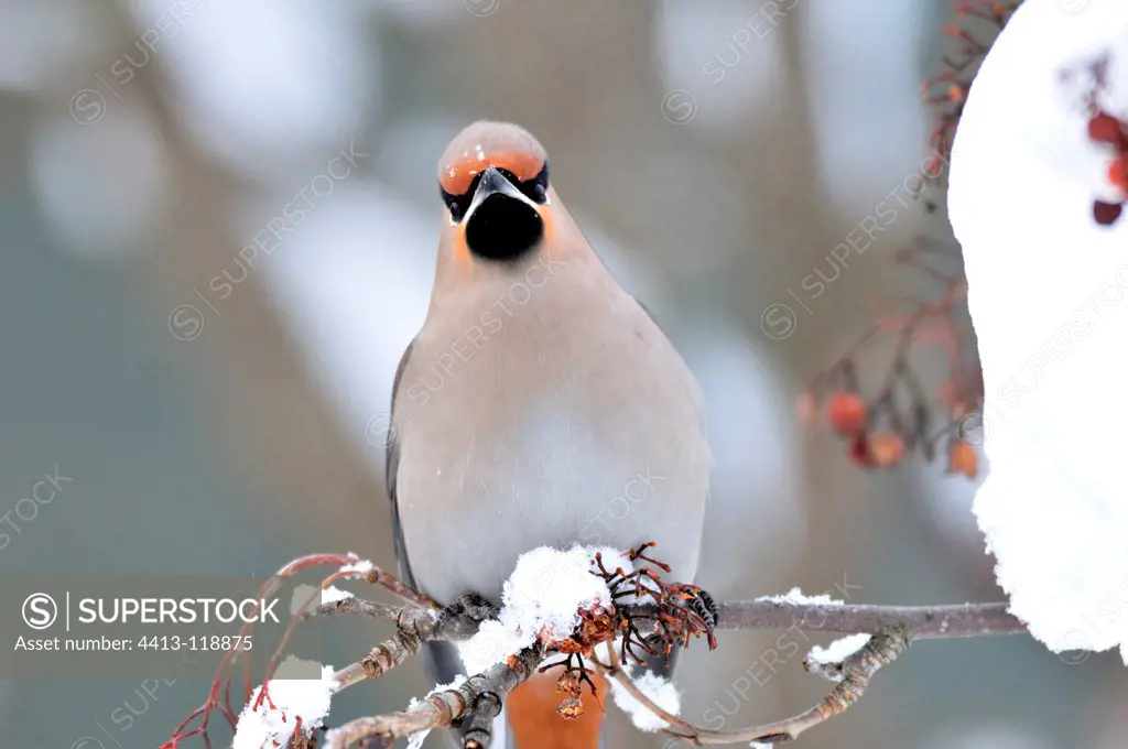 Bohemian Waxwing eating a berry in the Oulanka NP Finland