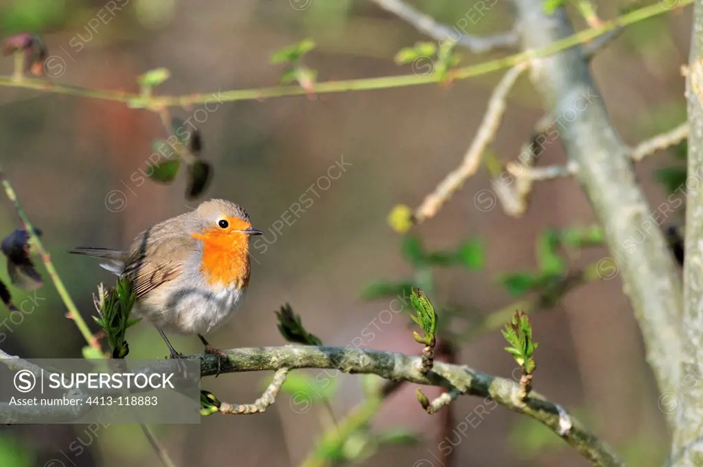 European Robin in a forest road France