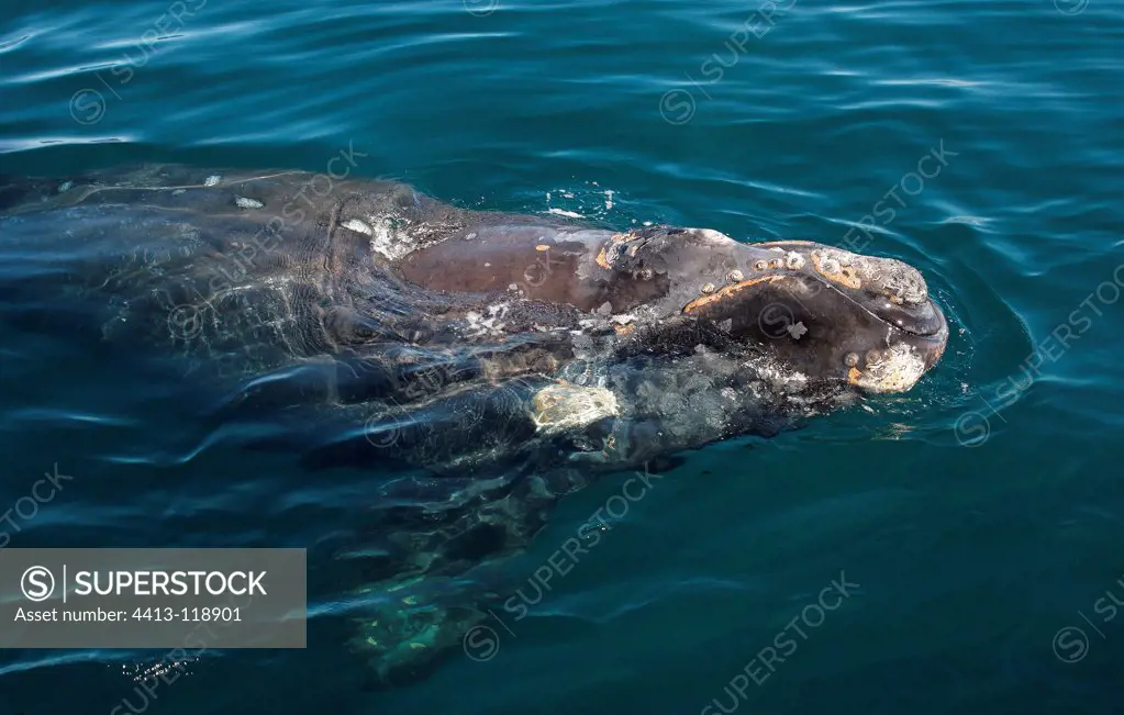 Southern Right Whale in Valdes Peninsula Argentina