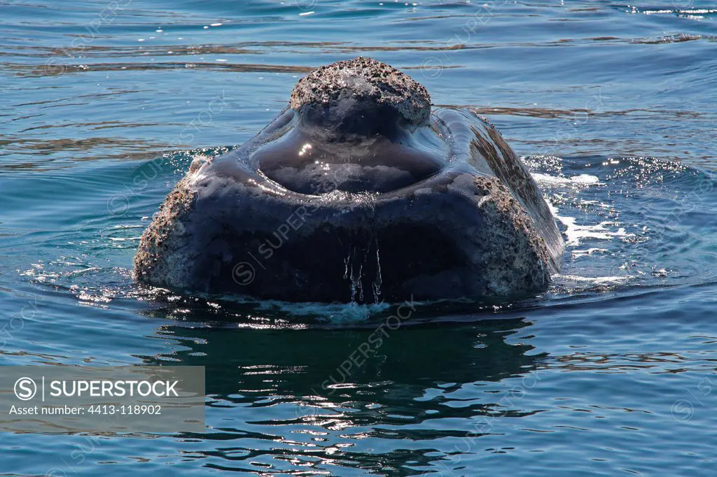 Southern Right Whale's head emerging Argentina