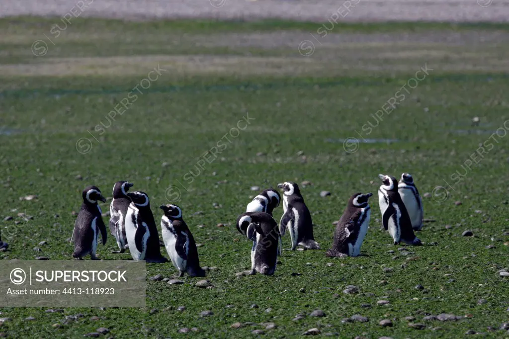 Magellanic penguins Bird Island in Argentinian patagonia