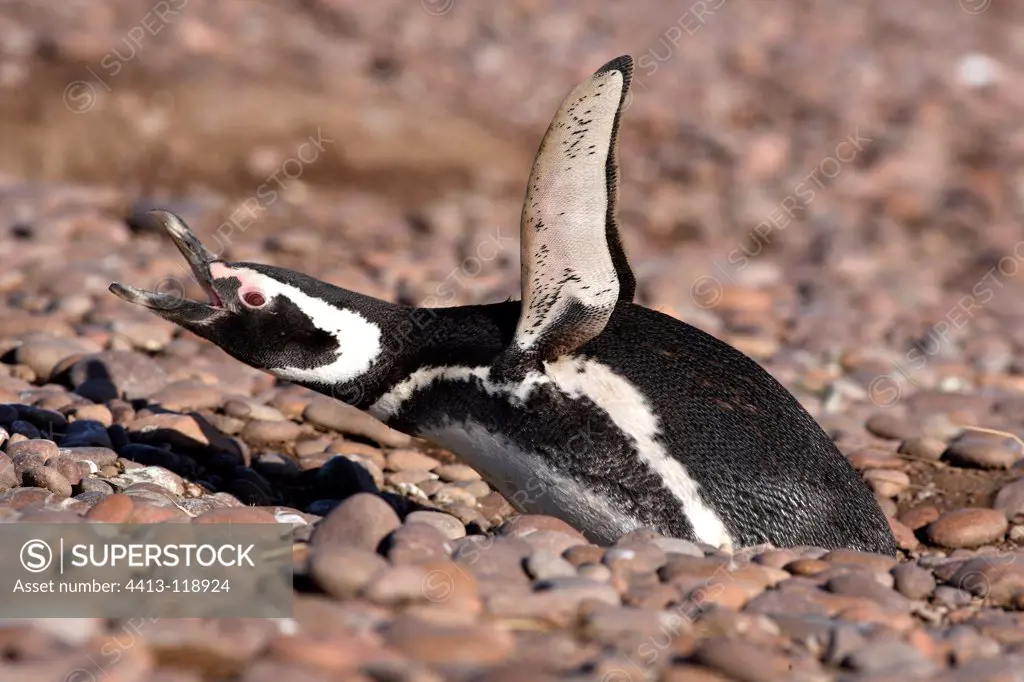 Magellanic penguin singing in Argentinian patagonia