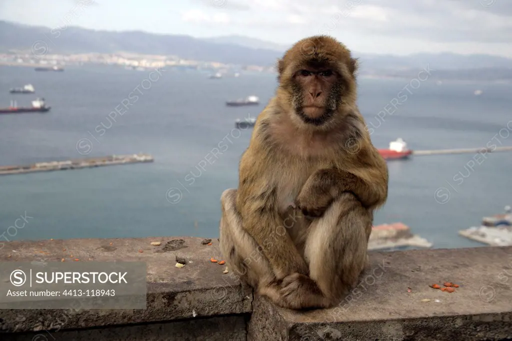 Barbary Macaque sitting in Gibraltar Spain