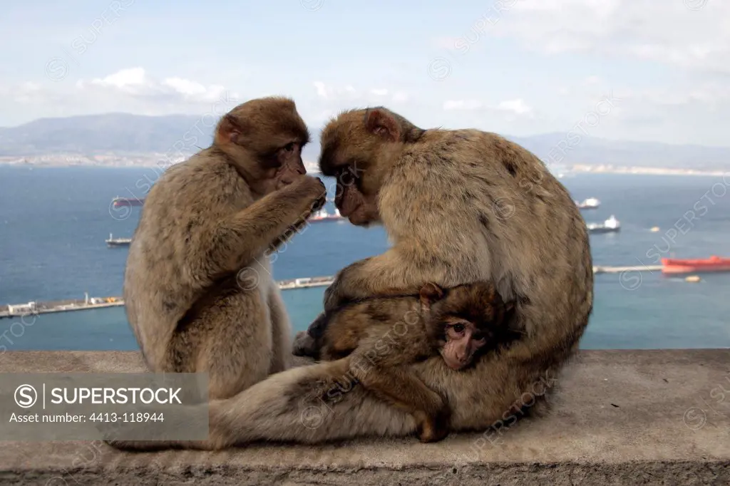 Family of Barbary Macaques in Gibraltar Spain