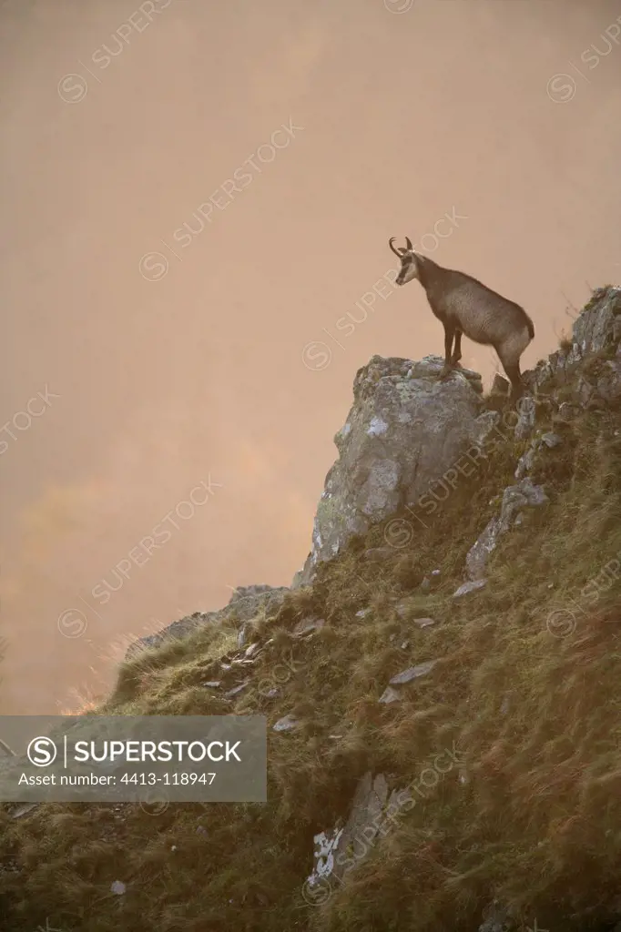 Northern Chamois on a rock in autumn France