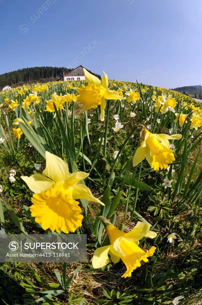 Daffodil and European Timblewood in a meadow VosgesFrance