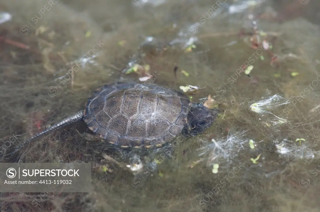 European Pond Turtle in stringy algae Marsh Moëze France